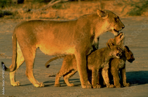Botswana: Löwin mit zwei Jungen ion der Kalahari © gmcphotopress
