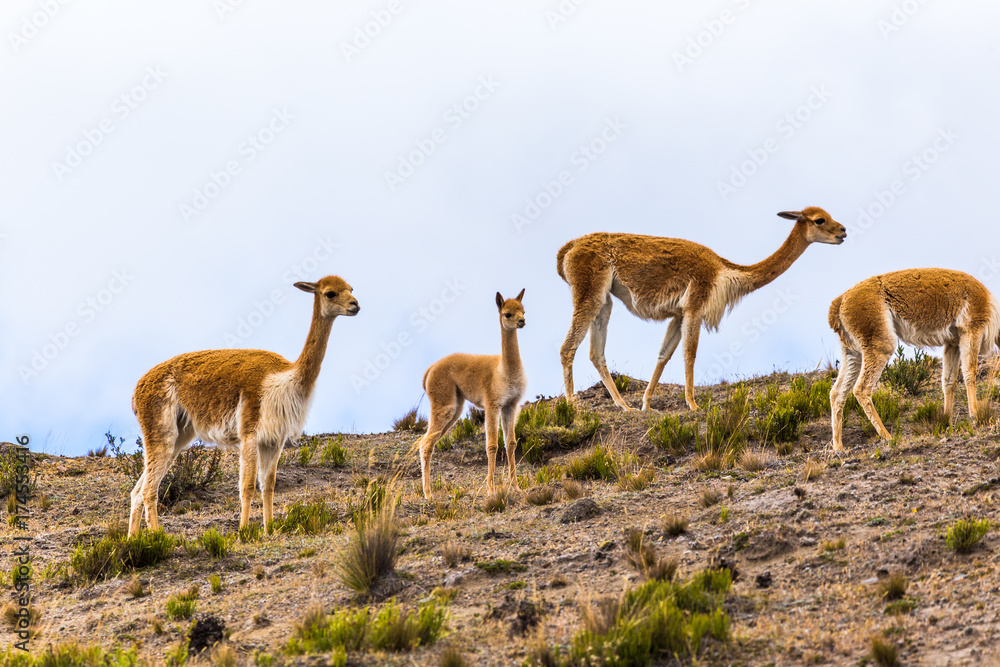 Small group of vicunas, including a young Small group of vicunas, including a young