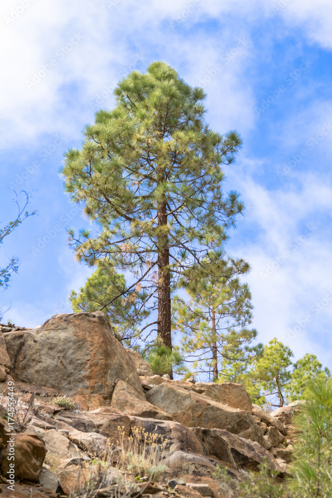 Canarian pines