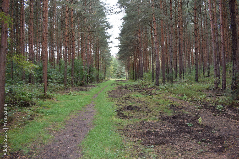 Fototapeta premium W lesie