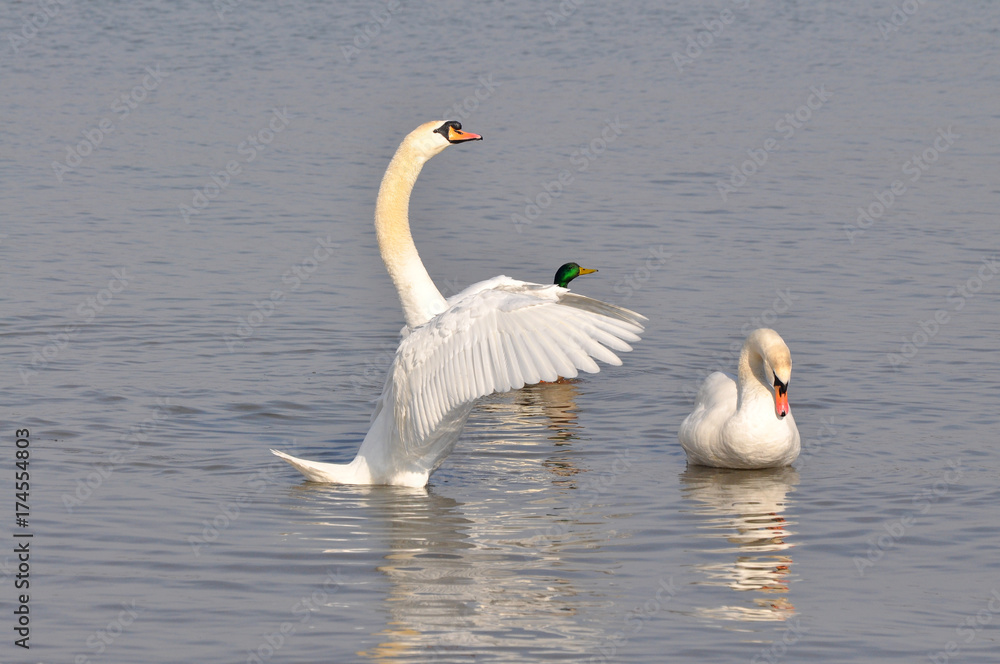 Beautiful swan spreads its wings on Danube river in Belgrade, Serbia. Beautiful swan spreads its wings on Danube river in Belgrade, Serbia.