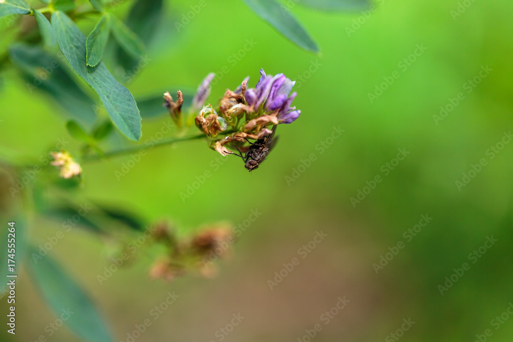 fiore del campo. fiore selvatici. insetti del campo fiore del campo. fiore selvatici. insetti del campo