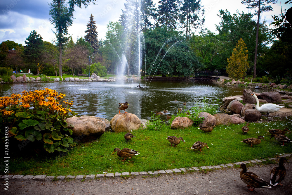 Łabędź, kaczki i fontanna - atrakcja turystyczna w Parku Zdrojowym, Ciechocinek, Polska  - obrazy, fototapety, plakaty 