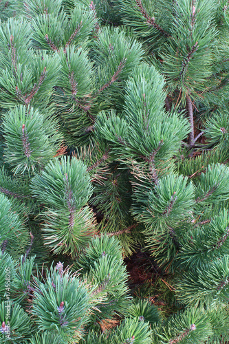 Green dense pine background texture 