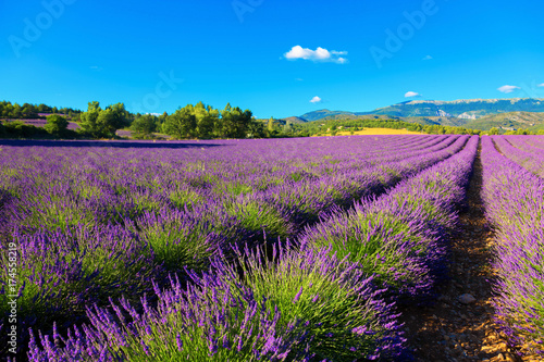 Lavender field. Purple flowers.