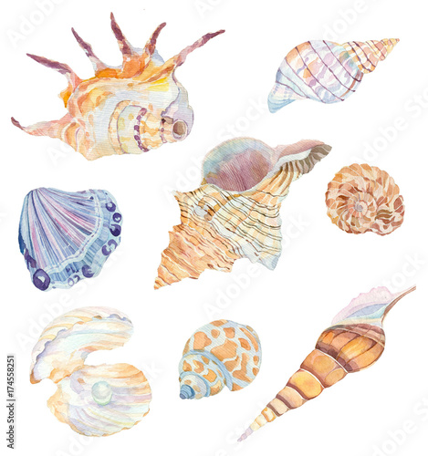 Fotografie, Obraz Set of watercolor sea shells