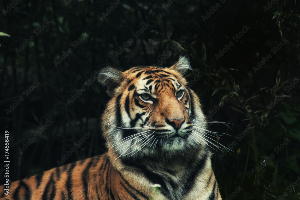 close up on tiger Panthera tigris sumatrae on the grass
