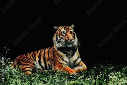 close up on tiger Panthera tigris sumatrae on the grass and black background