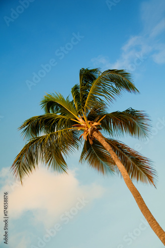 Palm tree with coconuts against the blue sky © Yarkovoy