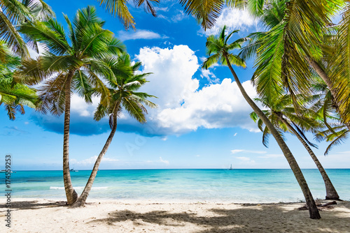 Fototapeta Naklejka Na Ścianę i Meble - paradise tropical beach palm
