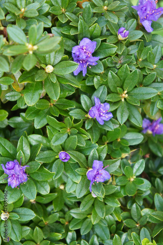 Rhododendron camtschaticum green plant with purple flowers