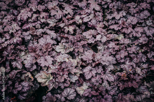 Fototapeta Naklejka Na Ścianę i Meble -  Carved dark leaves of Heuchera. Purple foliage background, dark toned plants