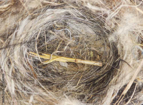 Bird nest, perfect shape 