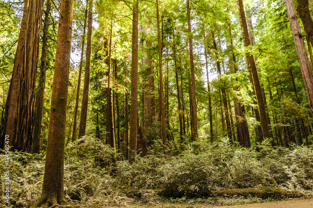 Redwood National Forest Redwood National Forest