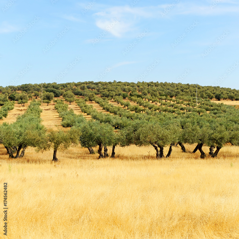 Campos de olivos en Castilla la Mancha, España Campos de olivos en Castilla la Mancha, España