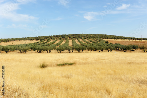 Olivos en Castilla la Mancha, España photo