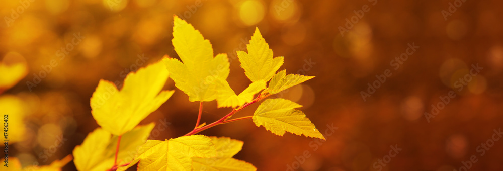 Autumnal background with maple leaves. Autumnal background with maple leaves.