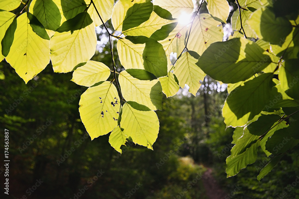 Obraz premium Sunshine green leaves of forest on way to Bucina view at beginning of autumn in west Bohemia