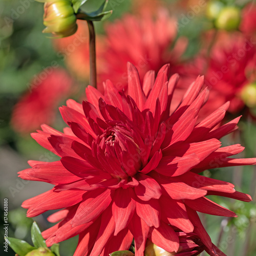 Fototapeta Naklejka Na Ścianę i Meble -  Dahlien, Dahlias