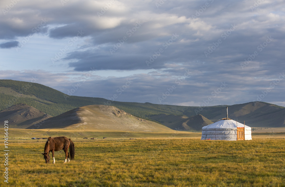 Fototapeta premium mongolian horses in a landscape of northern mongolia
