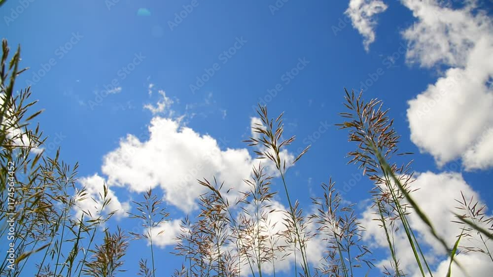 Tall grass swaying in wind against the backdrop of beautiful sky Tall grass swaying in wind against the backdrop of beautiful sky