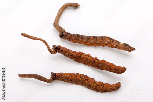 Cordyceps sinesis Yartsa Gunbu Yarsagumba himalayan gold Nepal isolated in white background