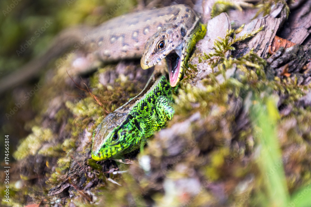 Obraz premium Zauneidechsen