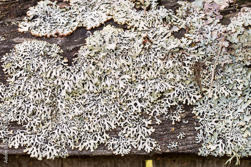 Tableau sur toile old wooden background overgrown with moss