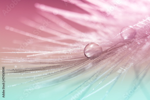 Abstract feather bird with water drops on a multi-colored background. Beautiful macro, art work.