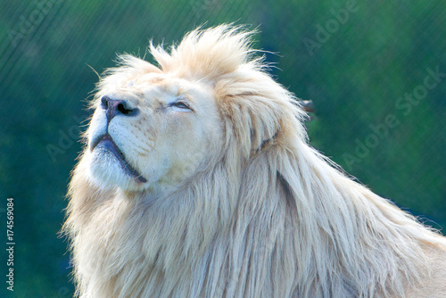 Fototapeta Naklejka Na Ścianę i Meble -  White lion (Panthera leo krugeri)