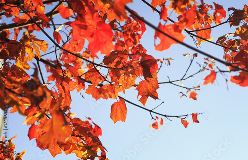 bright natural background with branches of maple tree with red autumn leaves