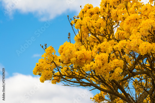 Yellow brazilian Ipe tree