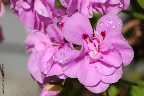 Fototapeta Naklejka Na Ścianę i Meble -  Fleurs de géranium violettes avec gouttes de rosée