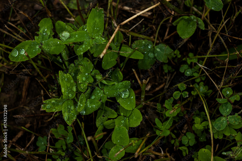 Green plant leaves with rain drops Green plant leaves with rain drops