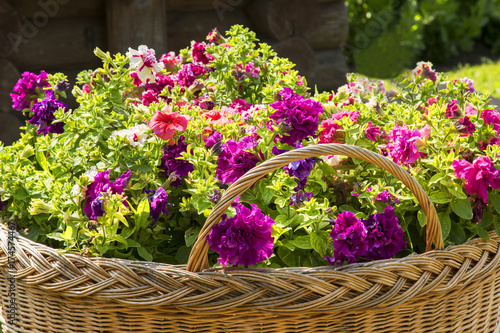 Petunia flowers in a rustic wicker basket.