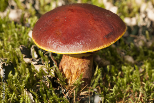 Wild mushrooms and moss around. Yakutia. © olenyok