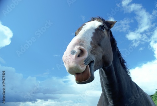 Canvastavla close up of a brown horse with a white face