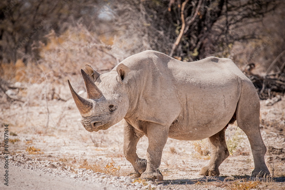 Fototapeta premium Lone black rhinoceros