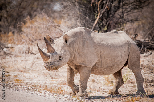 Lone black rhinoceros