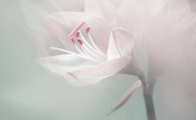 Gartenposter Blumen einzelne verträumte surreale weiße Blume  © Kerem Severoğlu