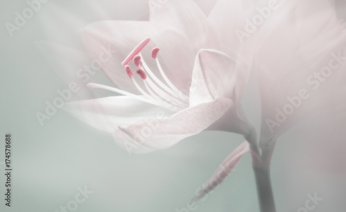 Fototapeta duży kwiat różowy lilia do sypialni