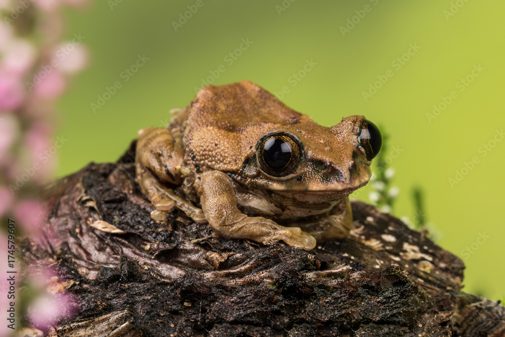 Obraz premium Peacock Tree Frog