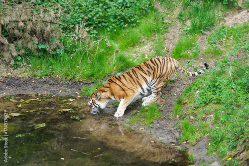 tiger drinking water from a pond