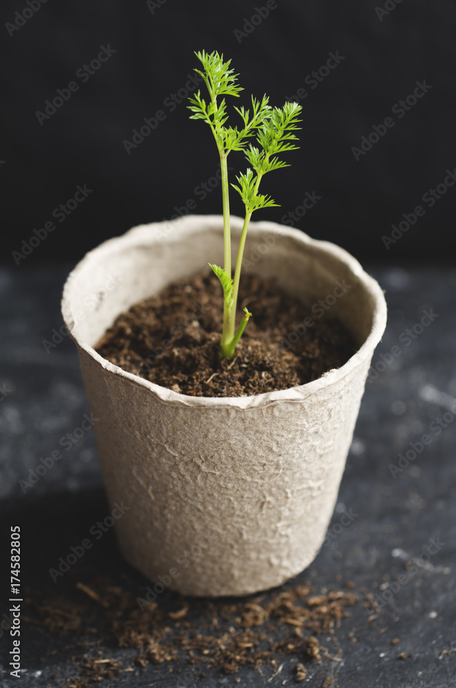 Carrot seedling growing in peat pot Carrot seedling growing in peat pot
