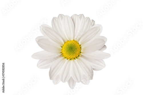 white daisy beautiful flower on a white background © okskaz