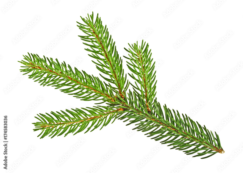 Pine tree branch isolated on a white background Pine tree branch isolated on a white background