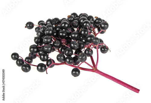 Elderberry branch isolated on a white background