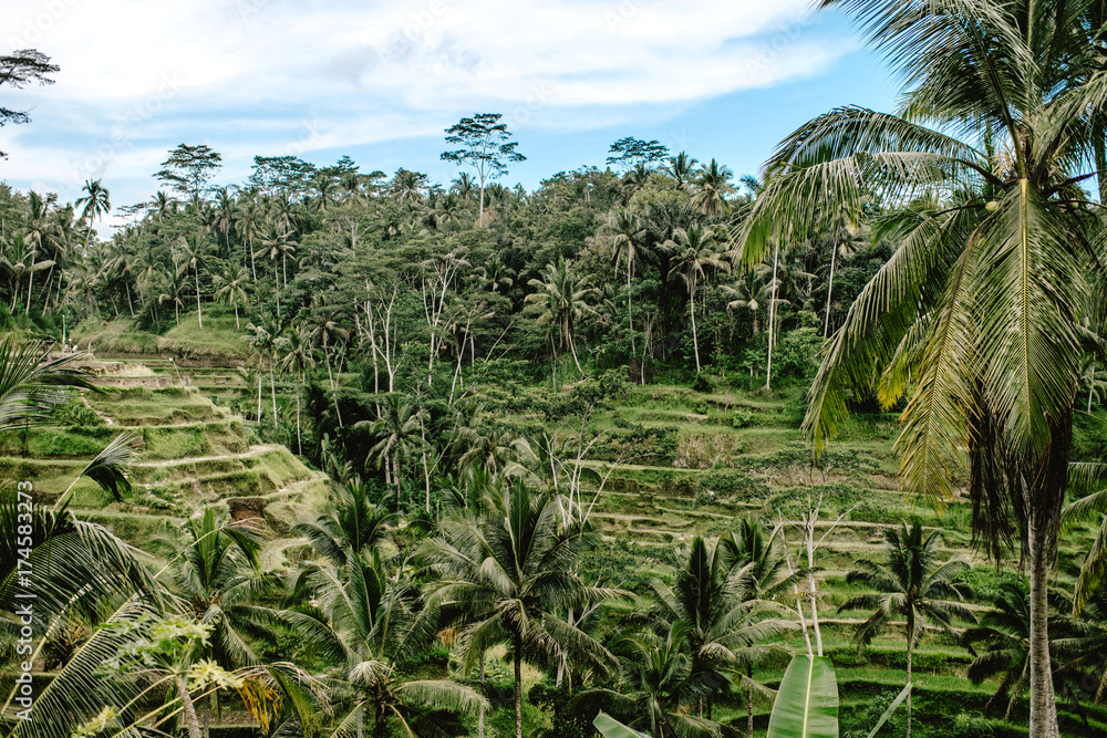A terrace farm in Bali A terrace farm in Bali