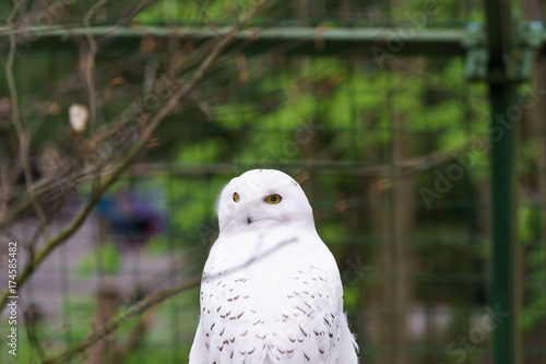 white feathered owl with large eyes