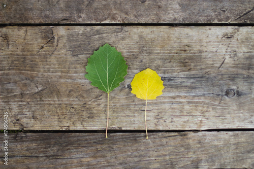  two leaves of aspen on a wooden bench